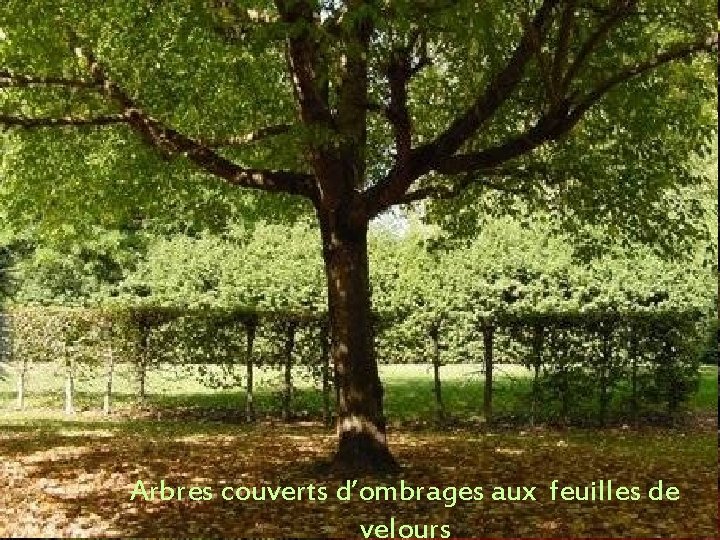 Arbres couverts d’ombrages aux feuilles de velours 