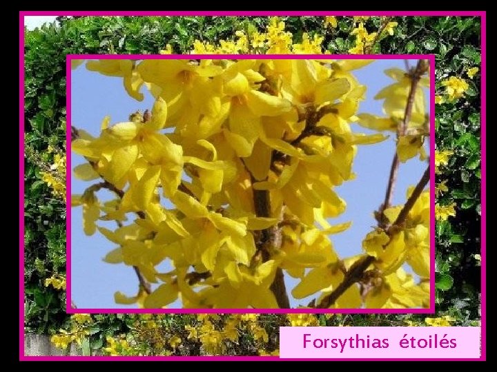 Forsythias étoilés 