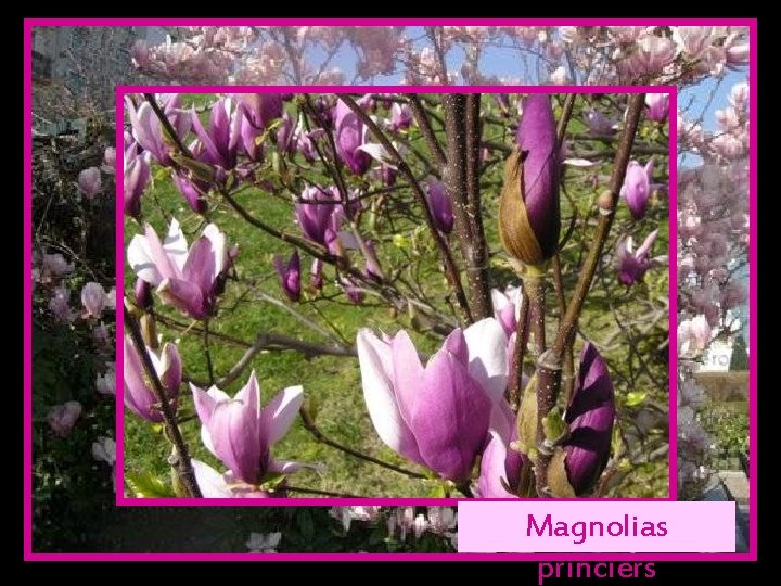 Magnolias princiers 