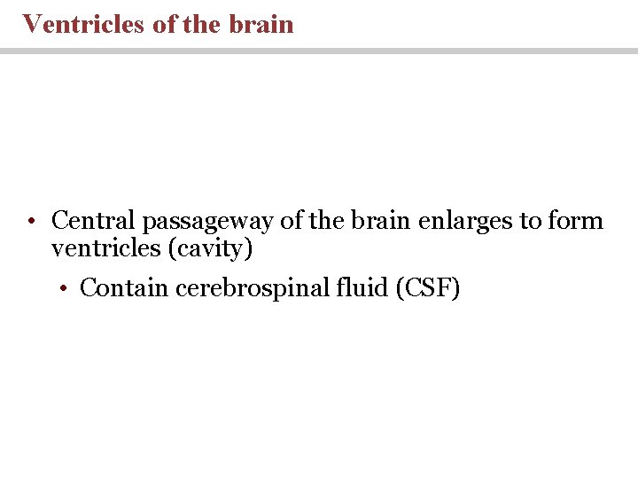 Ventricles of the brain • Central passageway of the brain enlarges to form ventricles