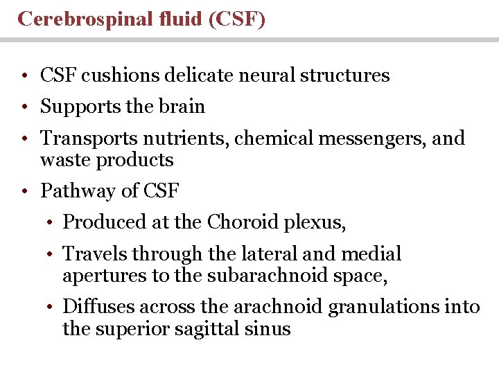 Cerebrospinal fluid (CSF) • CSF cushions delicate neural structures • Supports the brain •
