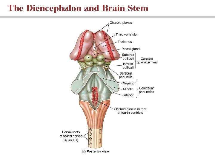 The Diencephalon and Brain Stem 