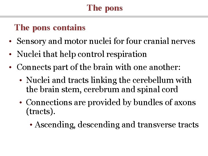 The pons contains • Sensory and motor nuclei for four cranial nerves • Nuclei