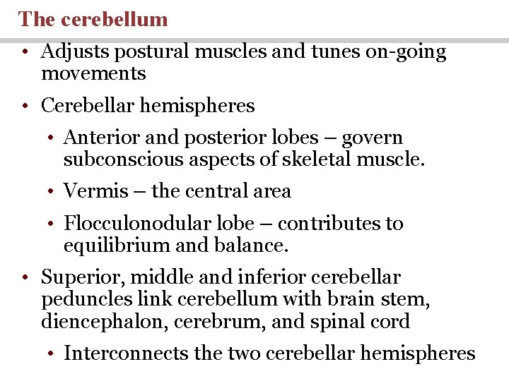 The cerebellum • Adjusts postural muscles and tunes on-going movements • Cerebellar hemispheres •