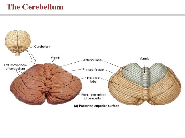 The Cerebellum 