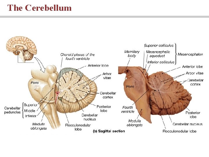 The Cerebellum 