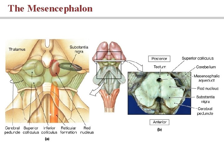 The Mesencephalon 