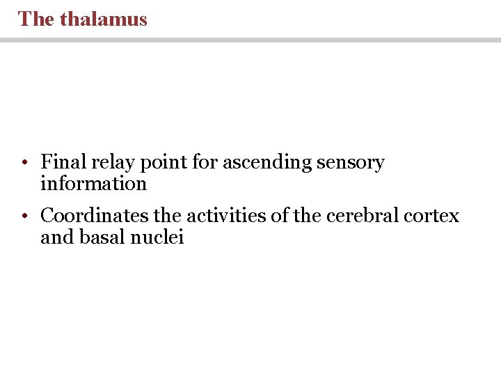 The thalamus • Final relay point for ascending sensory information • Coordinates the activities