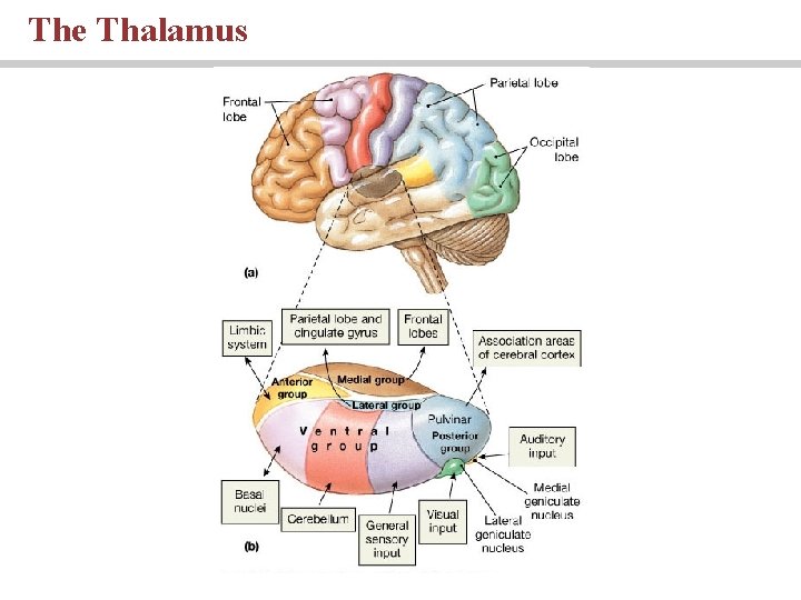 The Thalamus 
