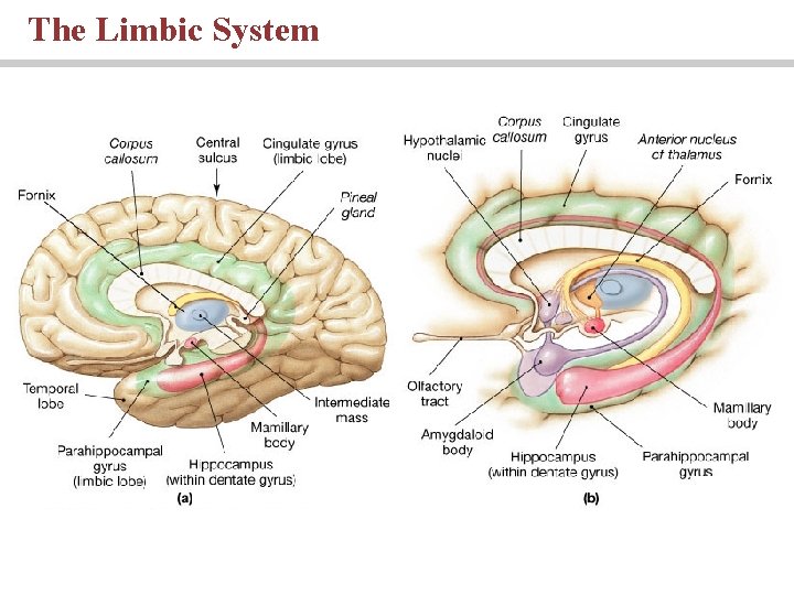 The Limbic System 