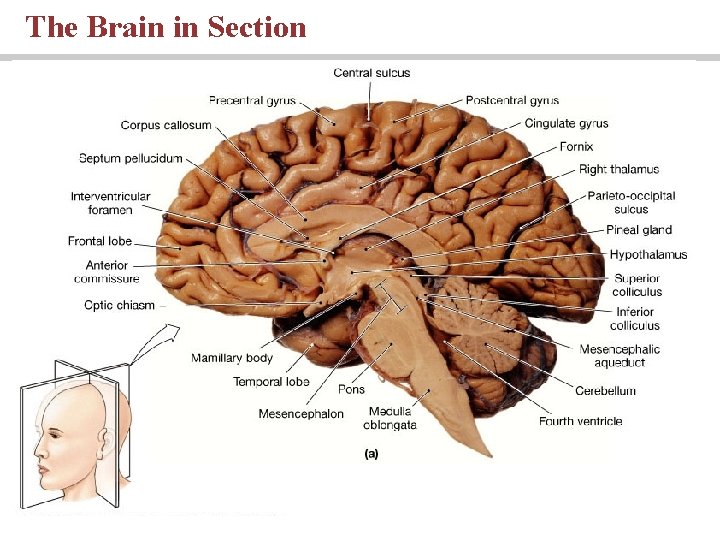 The Brain in Section 