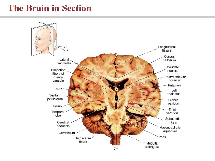 The Brain in Section 