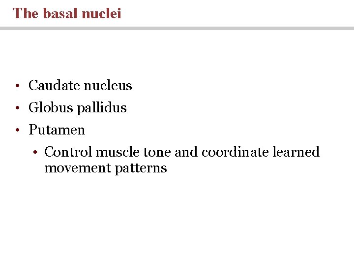 The basal nuclei • Caudate nucleus • Globus pallidus • Putamen • Control muscle