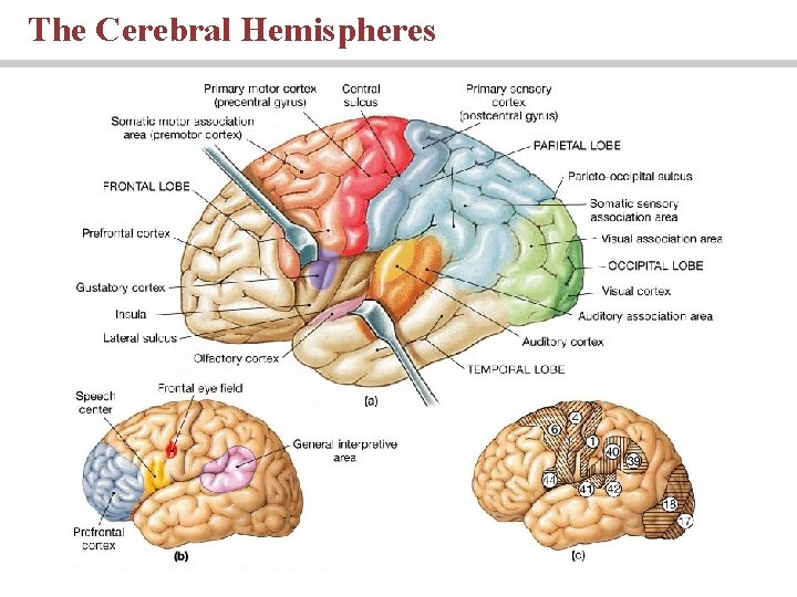 The Cerebral Hemispheres PLAY 