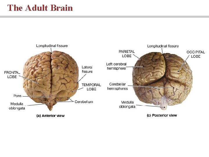 The Adult Brain 