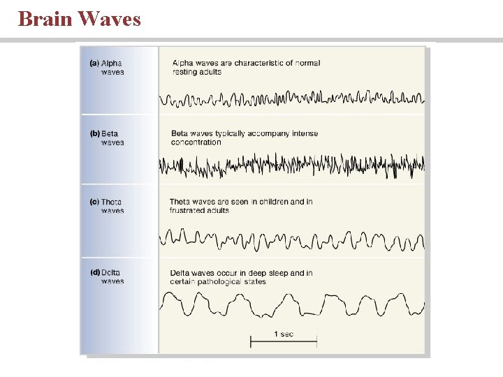 Brain Waves PLAY 