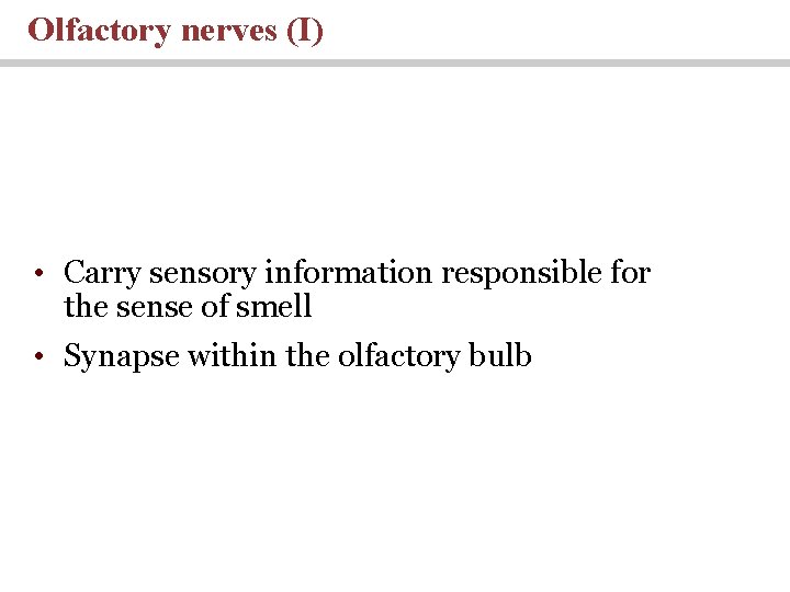 Olfactory nerves (I) • Carry sensory information responsible for the sense of smell •