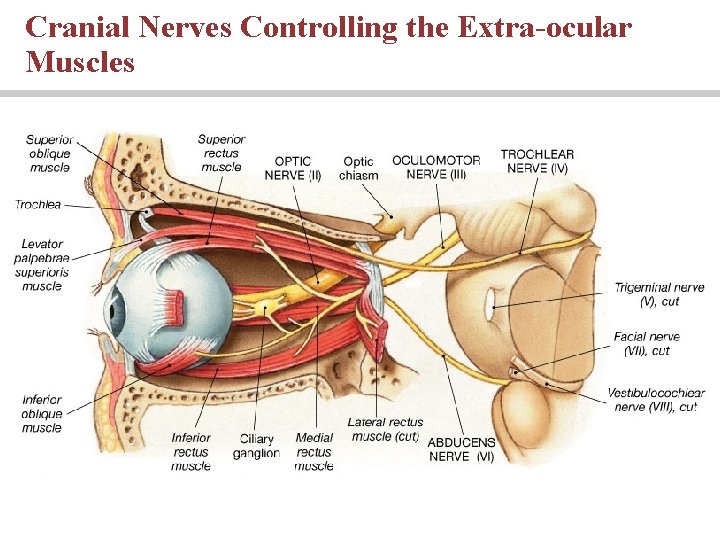 Cranial Nerves Controlling the Extra-ocular Muscles PLAY 