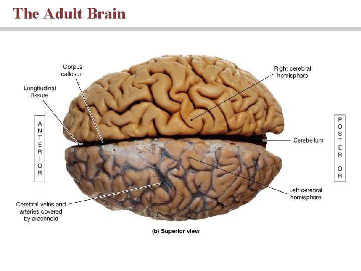 The Adult Brain 