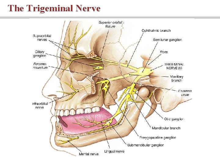 The Trigeminal Nerve PLAY 