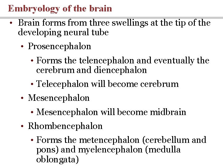 Embryology of the brain • Brain forms from three swellings at the tip of