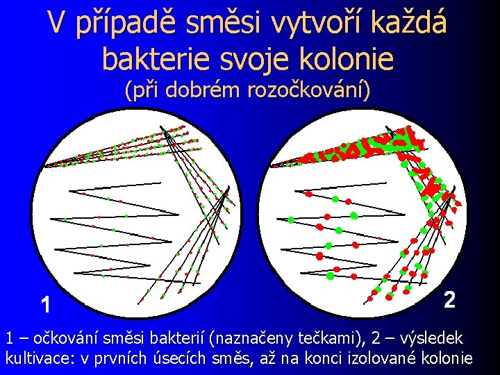 V případě směsi vytvoří každá bakterie svoje kolonie (při dobrém rozočkování) 1 – očkování