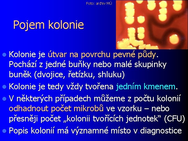 Foto: archiv MÚ Pojem kolonie l Kolonie je útvar na povrchu pevné půdy. Pochází