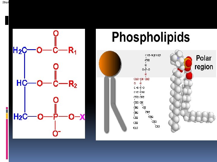 Struktur dari fosfolipid 