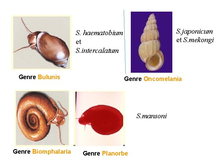 S. japonicum et S. mekongi S. haematobium et S. intercalatum Genre Bulunis Genre Oncomelania