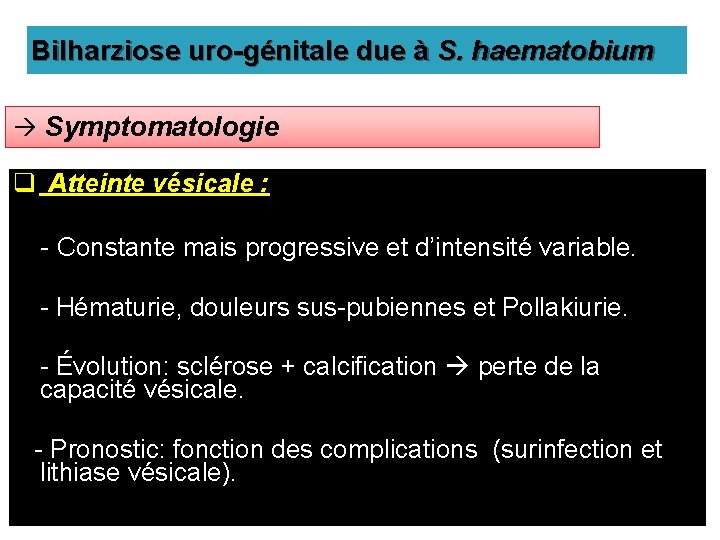 Bilharziose uro-génitale due à S. haematobium Symptomatologie q Atteinte vésicale : - Constante mais
