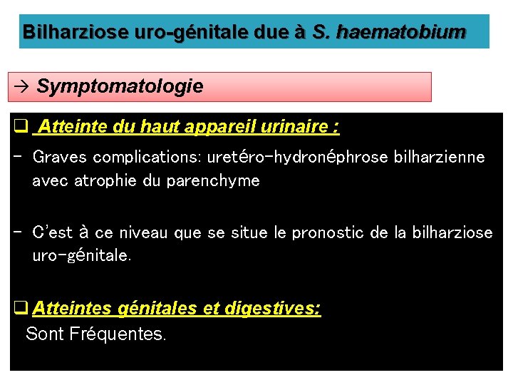 Bilharziose uro-génitale due à S. haematobium Symptomatologie q Atteinte du haut appareil urinaire :