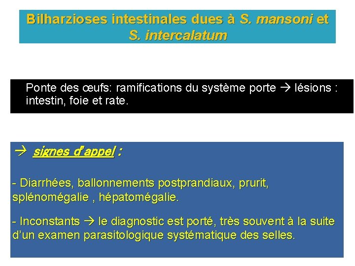 Bilharzioses intestinales dues à S. mansoni et S. intercalatum Ponte des œufs: ramifications du