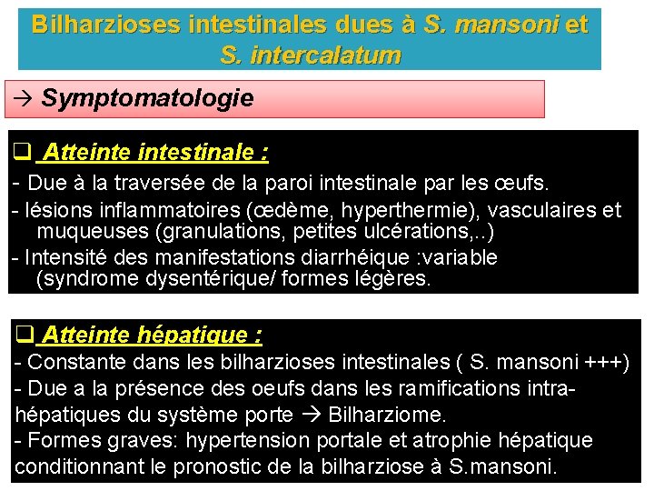 Bilharzioses intestinales dues à S. mansoni et S. intercalatum Symptomatologie q Atteintestinale : -
