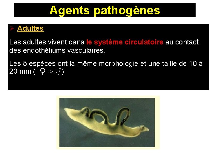 Agents pathogènes Ø Adultes Les adultes vivent dans le système circulatoire au contact des