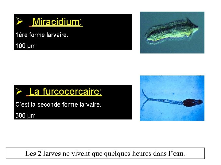 Ø Miracidium: 1ère forme larvaire. 100 µm Ø La furcocercaire: C’est la seconde forme