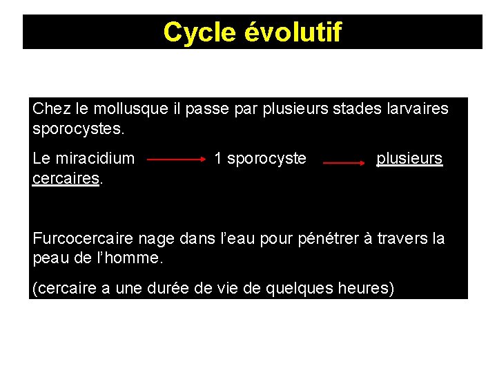 Cycle évolutif Chez le mollusque il passe par plusieurs stades larvaires sporocystes. Le miracidium