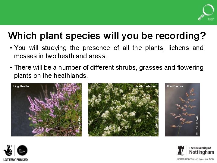 Which plant species will you be recording? • You will studying the presence of
