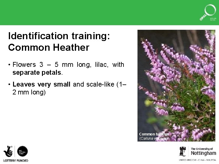 © Roger Key Identification training: Common Heather • Flowers 3 – 5 mm long,