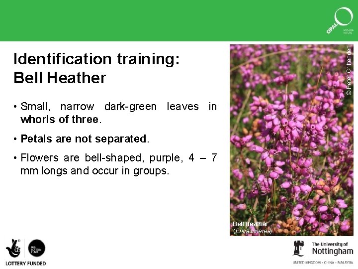 © Peter Crittenden Identification training: Bell Heather • Small, narrow dark-green leaves in whorls