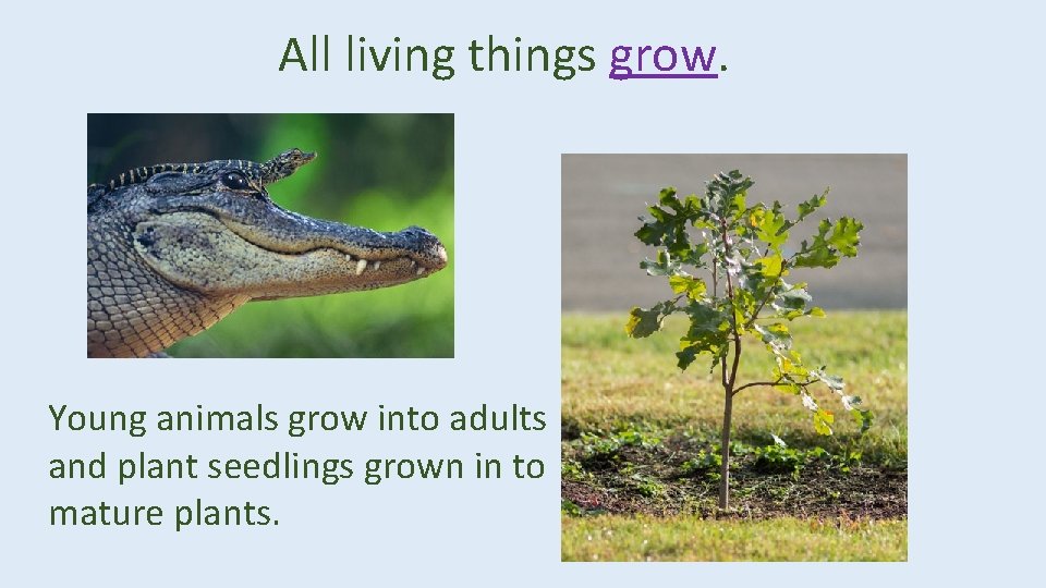 All living things grow. Young animals grow into adults and plant seedlings grown in