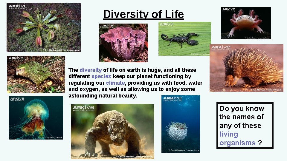 Diversity of Life The diversity of life on earth is huge, and all these