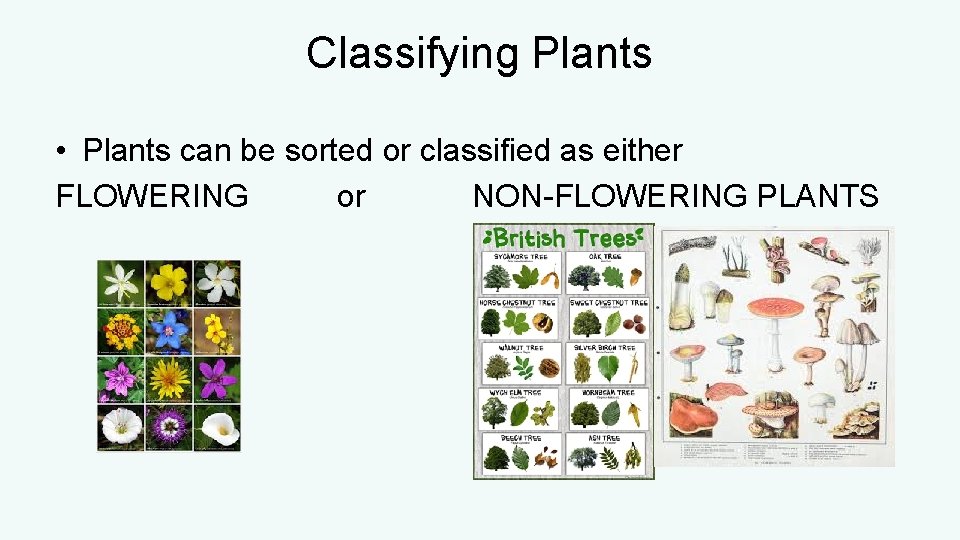 Classifying Plants • Plants can be sorted or classified as either FLOWERING or NON-FLOWERING