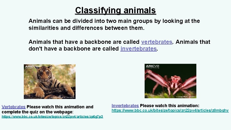 Classifying animals Animals can be divided into two main groups by looking at the