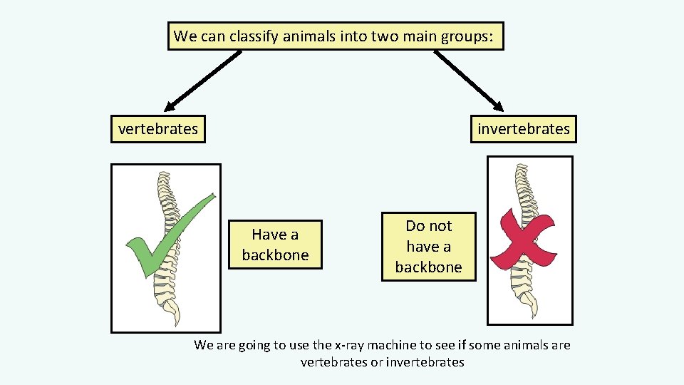 We can classify animals into two main groups: vertebrates invertebrates Have a backbone Do