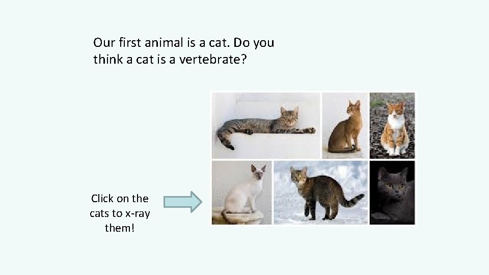 Our first animal is a cat. Do you think a cat is a vertebrate?