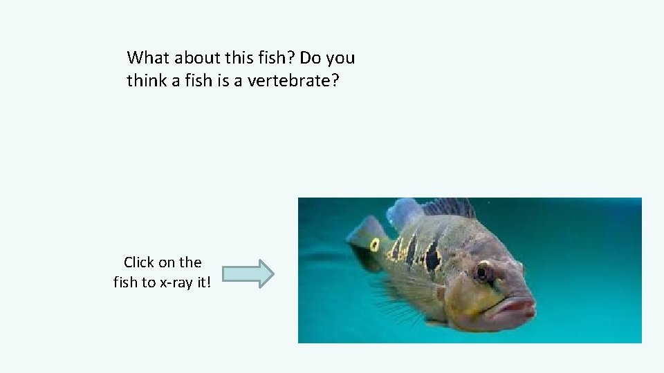 What about this fish? Do you think a fish is a vertebrate? Click on