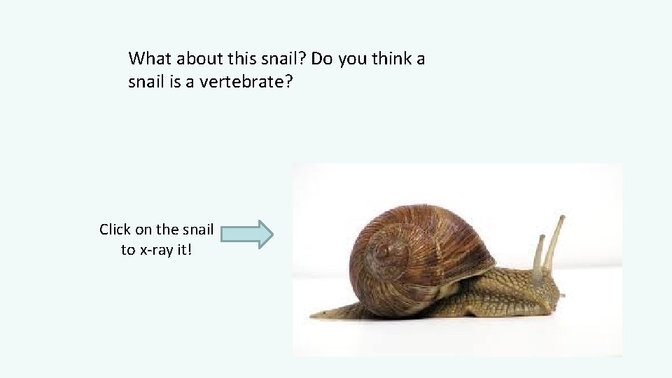 What about this snail? Do you think a snail is a vertebrate? Click on