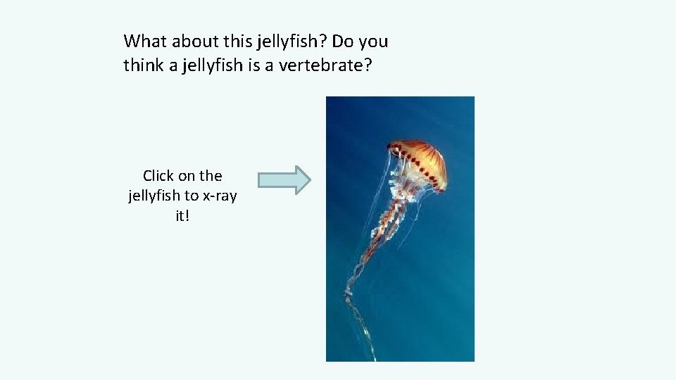 What about this jellyfish? Do you think a jellyfish is a vertebrate? Click on