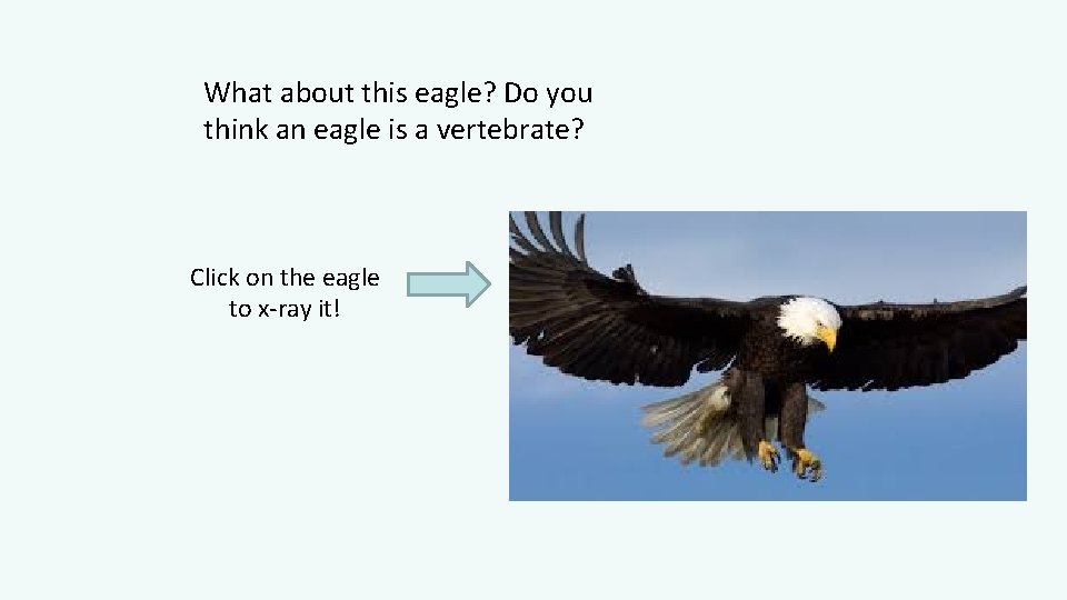What about this eagle? Do you think an eagle is a vertebrate? Click on