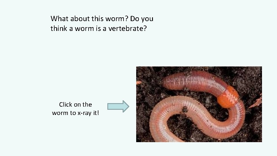 What about this worm? Do you think a worm is a vertebrate? Click on
